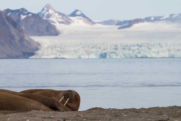 “The Arctic” – Spitzbergen, Lebensraum Hocharktis