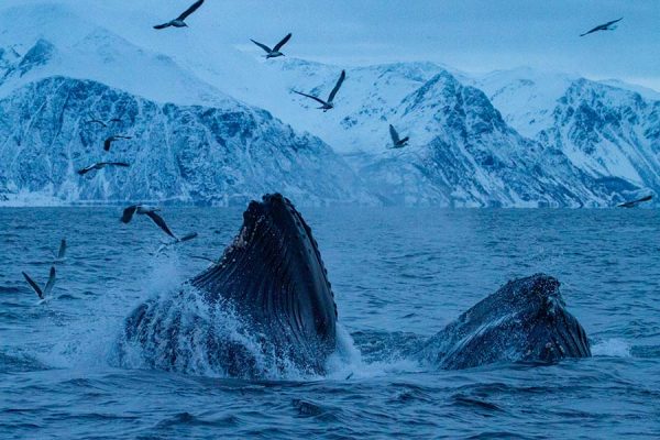 “The Fjord” – Zu den jagenden Orcas & Buckelwalen im Norden Norwegens