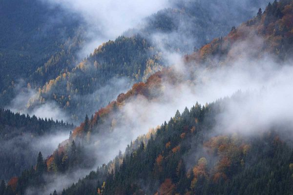 “The Forest” – Eine Reise in die wilden Wälder der rumänischen Karpaten